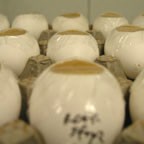 Eggs after manipulation in the incubating room (Tabin lab)