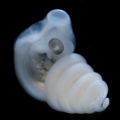 House Snake embryo (Patrick Tschopp)