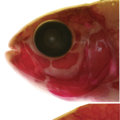 Skeletal preparation between Surface fish and cavefish (Nicolas Rohner)