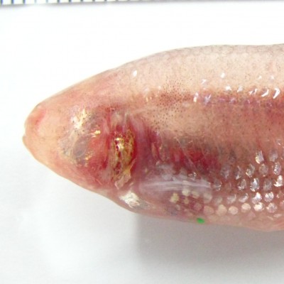 Fish pigmentation (Nicolas Rohner)